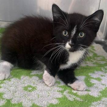 A5786529 -  Domestic Short Hair Cat for Adoption in San Gabriel, California - A5786529 | PetCurious