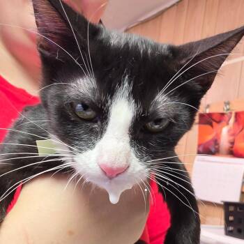 Low Rider -  Domestic Short Hair Cat for Adoption in Leander, Texas - Low Rider | PetCurious