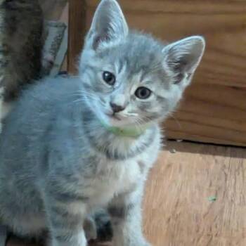 Domestic Short Hair Cats Available for Adoption in Fairway, Kansas - Smooth Criminal | PetCurious