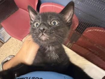 MOON -  Domestic Short Hair Cat for Adoption in Doral, Florida - MOON | PetCurious