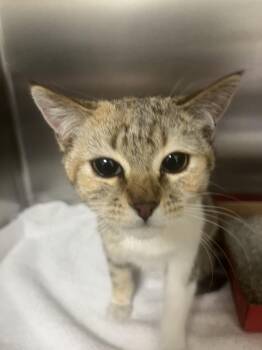 Domestic Short Hair Cats Available for Adoption - SACHI | PetCurious