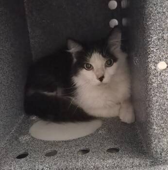 Mel -  Domestic Short Hair Cat Available for Adoption in Athens, Tennessee - Mel | PetCurious