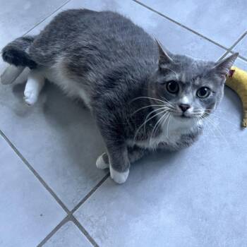 Domestic Short Hair Cats Available for Adoption in Fairfax Station, Virginia - Gray Baby | PetCurious