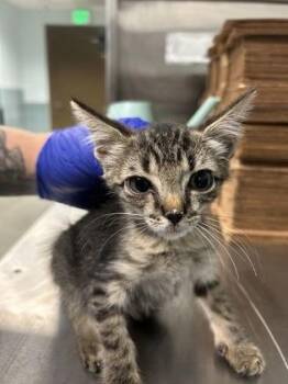Timmy Turner -  Domestic Short Hair Cat for Adoption in Largo, Florida - Timmy Turner | PetCurious