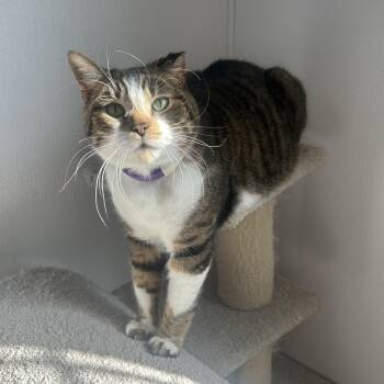 Garth -  Domestic Short Hair Cat for Adoption in Lansing, Michigan - Garth | PetCurious