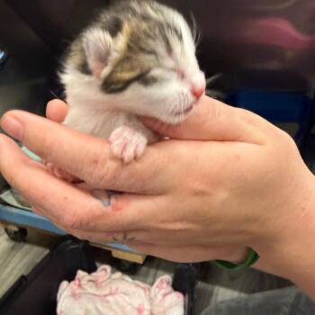 El -  Domestic Short Hair Cat Available for Adoption in Lake Panasoffkee, Florida - El | PetCurious