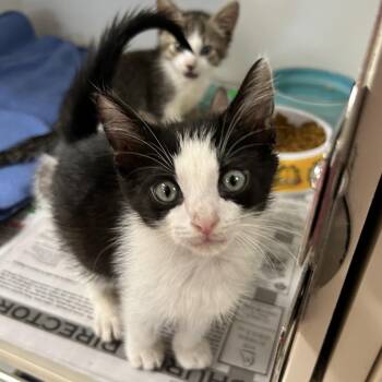 Mittens -  Domestic Short Hair Cat for Adoption in Newport, North Carolina - Mittens | PetCurious