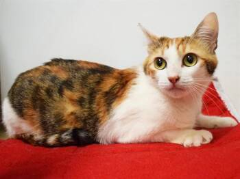 Domestic Short Hair Cats Available for Adoption in Sacramento, California - JAMAICA | PetCurious