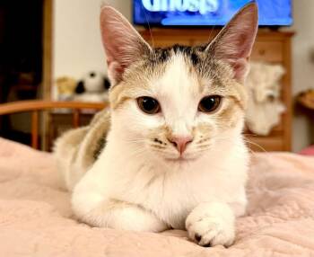 Misty -  Domestic Short Hair Cat for Adoption in Lewisburg, Pennsylvania - Misty | PetCurious