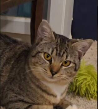 Rescue Tabby Cats for Adoption in Olympia, Washington - Wiggles | PetCurious