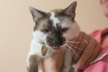 Snowshoe and Domestic Short Hair Cats Available for Adoption in Mountain Home, Arkansas - Loki | PetCurious