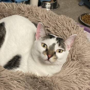 Domestic Short Hair Cats Available for Adoption in South Elgin, Illinois - Pancha | PetCurious