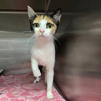 Kezia -  Domestic Short Hair Cat for Adoption in Spokane, Washington - Kezia | PetCurious