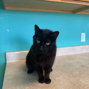 Izzy -  Domestic Medium Hair Cat for Adoption in Brookings, South Dakota - Izzy | PetCurious