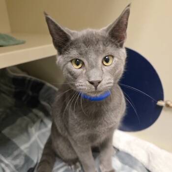 Rescue Domestic Short Hair Cats for Adoption in Fairport, New York - Mazda | PetCurious