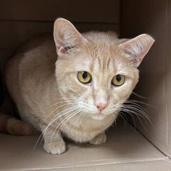 Shark -  Domestic Short Hair Cat for Adoption in Lakeland, Florida - Shark | PetCurious