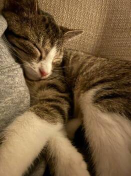Squirrel -  Domestic Short Hair Cat for Adoption in Omaha, Nebraska - Squirrel | PetCurious