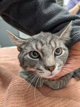 Rescue Domestic Short Hair Cats for Adoption in Cleveland, Ohio - Birch | PetCurious