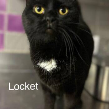 Locket -  Domestic Short Hair Cat for Adoption in Tipp City, Ohio - Locket | PetCurious