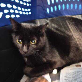 Loki -  Domestic Short Hair Cat for Adoption in Montgomery, Alabama - Loki | PetCurious