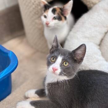 Tumbleweed -  Domestic Short Hair Cat for Adoption in South Elgin, Illinois - Tumbleweed | PetCurious