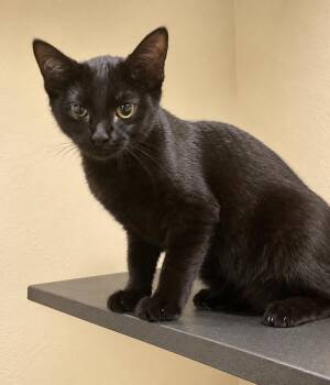 Glory -  Domestic Short Hair Cat for Adoption in Honeoye, New York - Glory | PetCurious