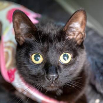 Kiki -  Domestic Short Hair Cat for Adoption in Reston, Virginia - Kiki | PetCurious