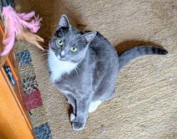 Rescue Domestic Short Hair Cats for Adoption in New York, New York - ABBY & JASPER | PetCurious