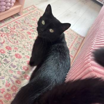 Gemini -  Domestic Short Hair Cat for Adoption in Puslinch, Ontario - Gemini | PetCurious