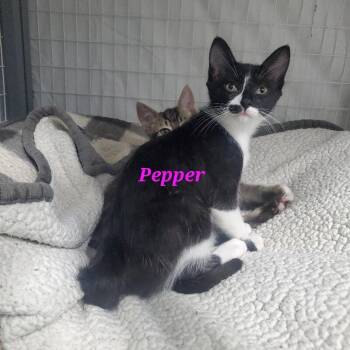 Pepper -  Domestic Short Hair Cat Available for Adoption in Diamond Springs, California - Pepper | PetCurious