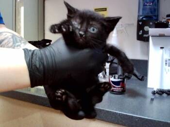 Domestic Short Hair Cats Available for Adoption in Martinez, California - A1047389 | PetCurious