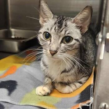 Rescue Domestic Short Hair Cats for Adoption in Anderson, California - Bianca | PetCurious