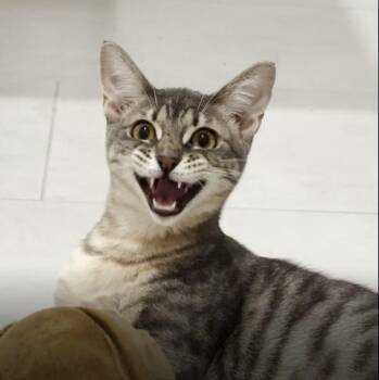 Par -  Domestic Short Hair Cat for Adoption in Houston, Texas - Par | PetCurious