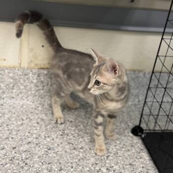 Bernina - Machine kitten 2 -  Domestic Short Hair Cat for Adoption in Enfield, New Hampshire - Bernina - Machine Kitten 2 | PetCurious