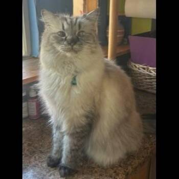 Himalayan and Siamese Cats Available for Adoption in Unm, New Mexico - Dusty | PetCurious