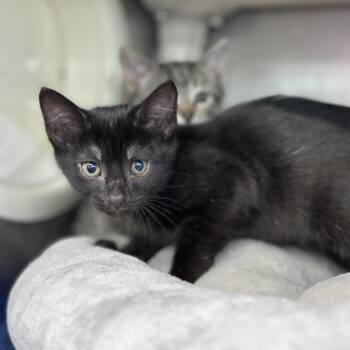 Xtreme Goofball 8 -  Domestic Short Hair Cat for Adoption in Austin, Texas - Xtreme Goofball 8 | PetCurious