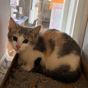 Cricket -  Domestic Short Hair Cat for Adoption in Quakertown, Pennsylvania - Cricket | PetCurious