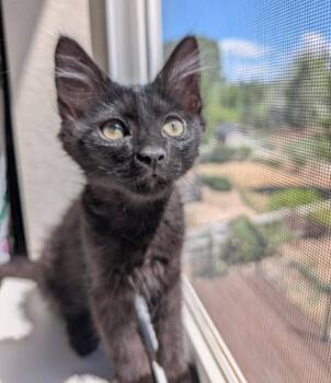 Domestic Medium Hair Cats Available for Adoption in Fort Collins, Colorado - Orion | PetCurious