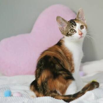 Goji -  Calico Cat for Adoption in Coral Gables, Florida - Goji | PetCurious