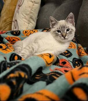 Ruhn -  Domestic Short Hair and Siamese Cat for Adoption in Lincoln, Nebraska - Ruhn | PetCurious