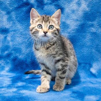 Zora -  Domestic Short Hair Cat for Adoption in Overland Park, Kansas - Zora | PetCurious