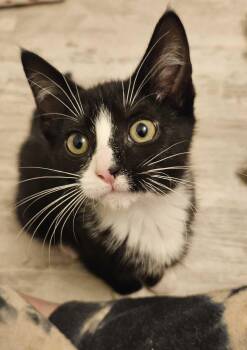 Tumbleweed -  Domestic Short Hair Cat for Adoption in South Euclid, Ohio - Tumbleweed | PetCurious