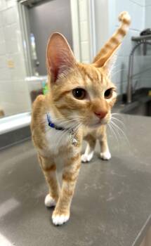 Rescue Domestic Short Hair Cats for Adoption in Lufkin, Texas - Vixen | PetCurious