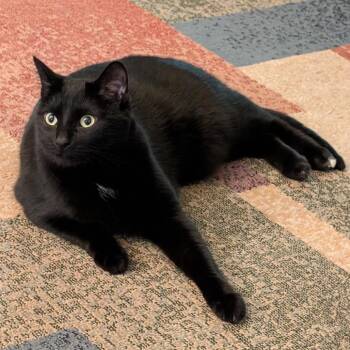 Spark -  Domestic Short Hair Cat for Adoption in Granville, Ohio - Spark | PetCurious