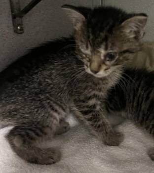 Mocha -  Domestic Short Hair Cat for Adoption in Salt Lake City, Utah - Mocha | PetCurious