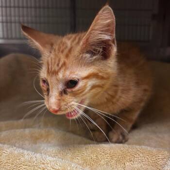 Conan -  Domestic Short Hair Cat for Adoption in Bristol, Indiana - Conan | PetCurious