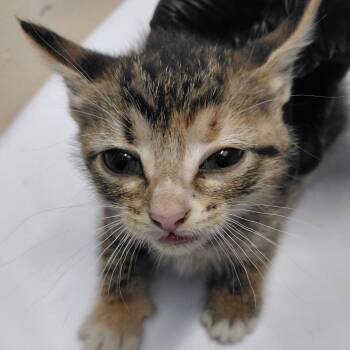 CSAS-Stray-857 -  Domestic Short Hair Cat for Adoption in Springtown, Texas - CSAS-Stray-857 | PetCurious