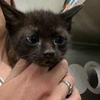 Ninja -  Domestic Short Hair Cat for Adoption in Idaho Falls, Idaho - Ninja | PetCurious