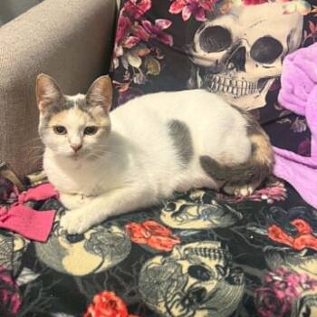Faye -  Domestic Short Hair and Dilute Calico Cat for Adoption in Antioch, California - Faye | PetCurious