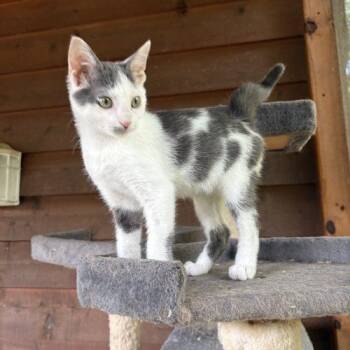 Caspian -  Domestic Short Hair Cat for Adoption in Knoxville, Tennessee - Caspian | PetCurious